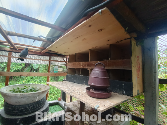 ৩ জোড়া কবুতর ঘরসহ বিক্রয় করা হবে